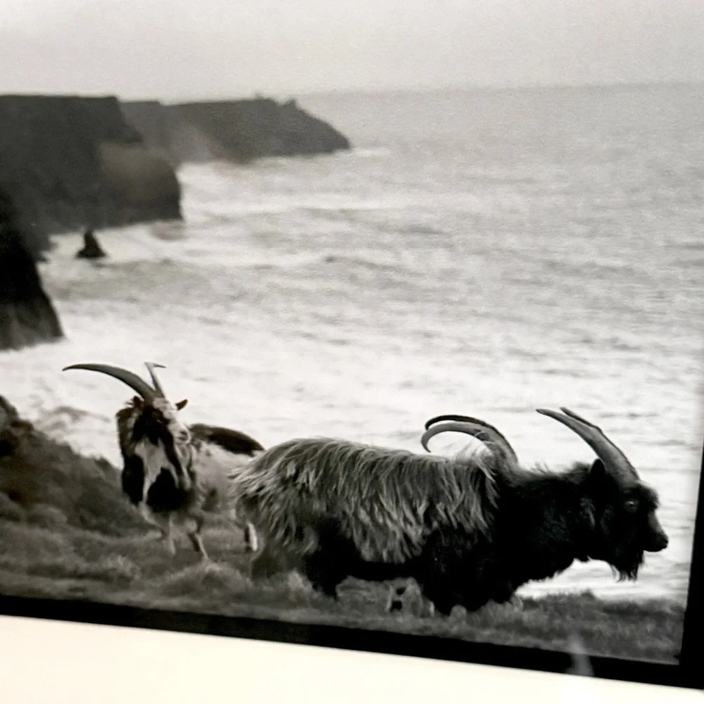 Mountain Goat Black & White Photo Black Framed Wall Hanging Art Coastline Ocean